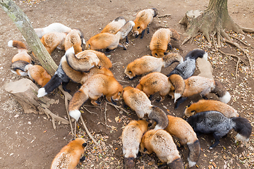 Image showing Fox eating together