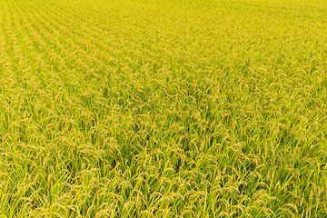 Image showing Rice field