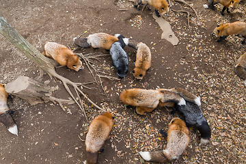 Image showing Group of Fox eating food