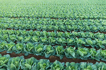 Image showing Organic vegetable field