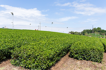 Image showing Green Tea Plantation