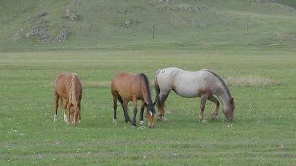 Image showing Horses with foals grazing in a pasture in the Altai Mountains