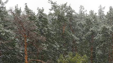 Image showing Snow blizzard in the pine forest. UltraHD stock footage