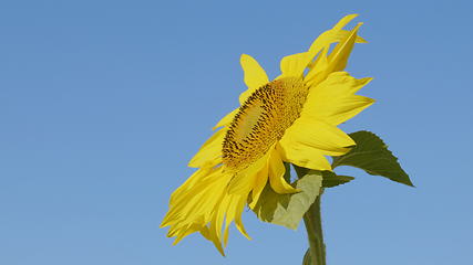 Image showing Field of flowering sunflowers with bees collecting honey