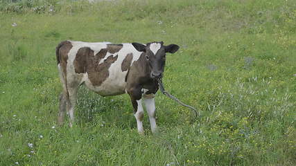 Image showing Young bull-calve grazes on the green field slow motion