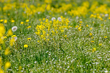 Image showing spring flowers dandelions in meadow, springtime scene