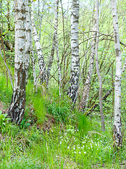 Image showing birch tree in countryside