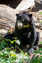 Image showing Malaysian bear (Helarctos malayanus)