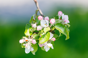 Image showing flowering apple tree in spring