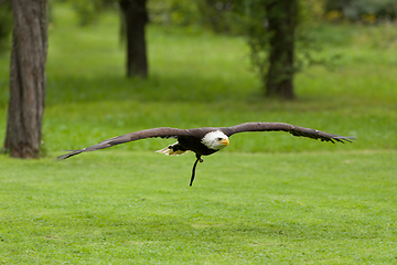 Image showing Big bald Eagle (Haliaeetus albicill)