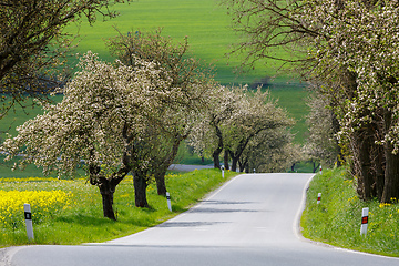 Image showing spring road with alley of cherry in bloom