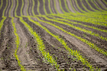 Image showing spring plowed field curves