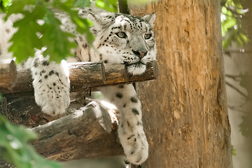 Image showing cat snow leopard - Irbis, Uncia uncia