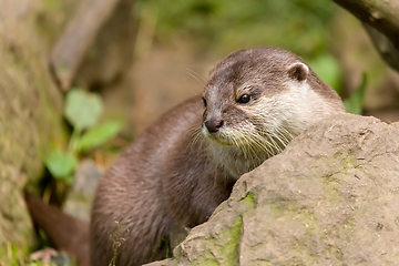 Image showing animal European otter (Lutra lutra)