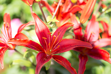 Image showing beautiful lily flower in bloom