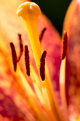 Image showing beautiful lily flower in bloom