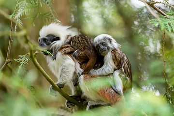 Image showing tamarin family with small baby