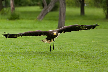 Image showing Big Sea Eagle (Haliaeetus albicill)