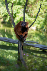 Image showing Red ruffed lemur, Varecia rubra