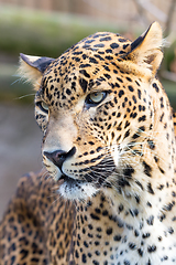 Image showing cejlon Sri Lankan leopard, (Panthera pardus kotiya)