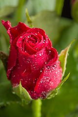 Image showing bouquet fresh red roses