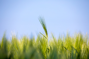 Image showing spring field with Organic grains