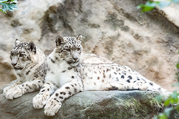 Image showing cat snow leopard - Irbis, Uncia uncia