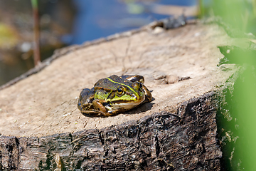 Image showing Beautiful marsh frog, European wildlife