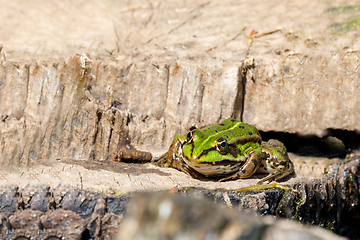 Image showing Beautiful marsh frog, European wildlife