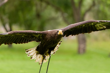 Image showing Big Sea Eagle (Haliaeetus albicill)