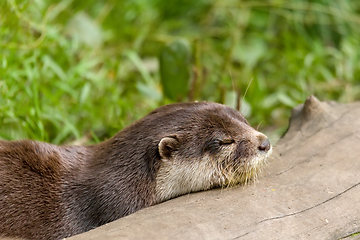 Image showing animal European otter (Lutra lutra)