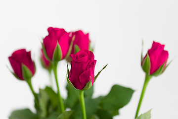 Image showing bouquet fresh red roses