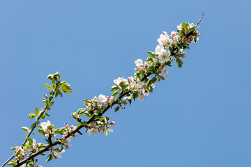 Image showing flowering apple tree in spring