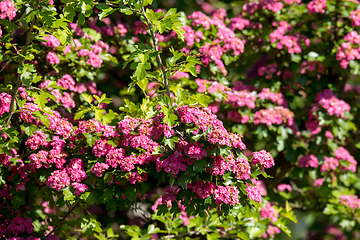 Image showing Pink flowers hawthorn tree