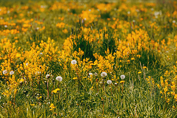 Image showing spring flowers dandelions in meadow, springtime scene