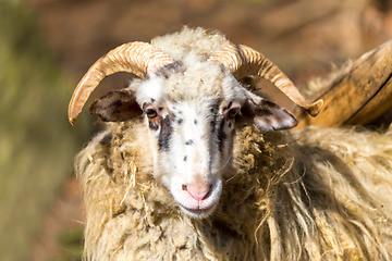 Image showing ram or rammer, male of sheep