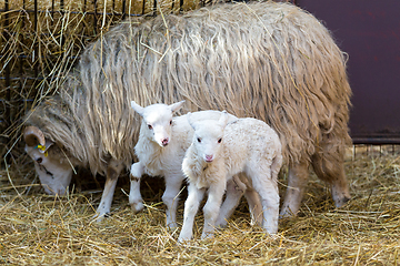 Image showing Sheep with lamb, easter symbol