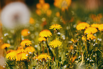 Image showing Dandelion flower in spring