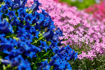 Image showing Trumpet gentiana blue flower in spring garden