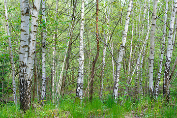 Image showing birch tree in countryside