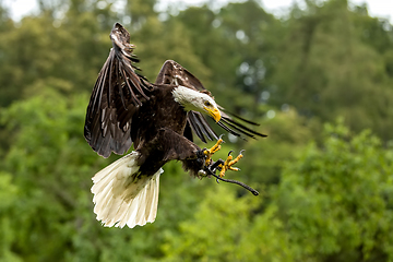 Image showing Big bald Eagle (Haliaeetus albicill)