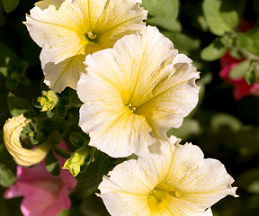 Image showing yellow flower Petunia Surfinia Vein
