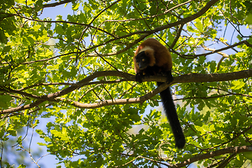 Image showing Red ruffed lemur, Varecia rubra