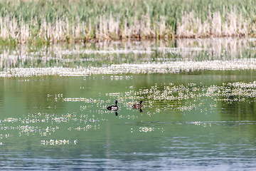 Image showing flowering pond in spring