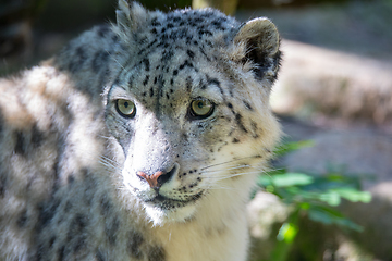 Image showing snow leopard - Irbis