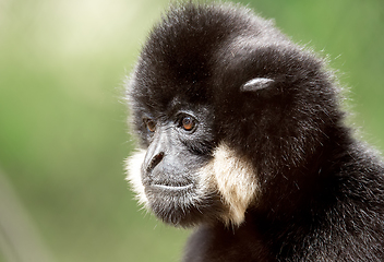 Image showing primate gibbon (Nomascus gabriellae)