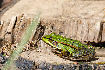 Image showing Beautiful marsh frog, European wildlife