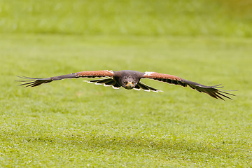 Image showing trained bird falcon flying in nature