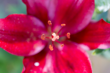 Image showing beautiful lily flower in bloom