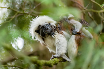 Image showing tamarin family with small baby